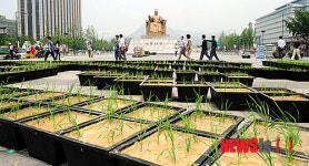 광화문광장서 벼가 자란다?