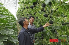 영양 만점 해남 밤호박 본격 출하
