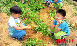 감자캐기 체험 재미있었어요