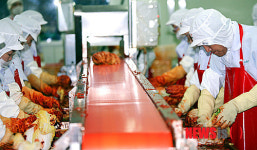 김치공장서 김치 담그는 이재오 의원