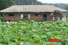 태안 연꽃축제 28일 개최