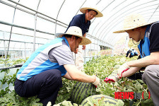 수박 수확 일손돕는 전대천 사장