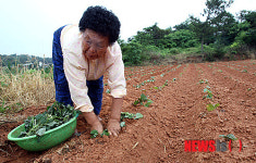 새순 심는 농민