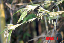 신비의 대나무꽃 활짝