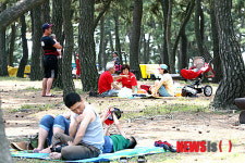 경포해변 송림도 최적의 피서지