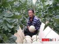 청양 칠갑산 청양멜론 수확 출하