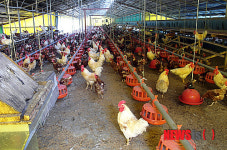 제천 양계장 2곳 동물복지농장 인증