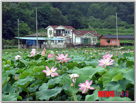 구미 해평 연꽃문화 축제 21일 개장