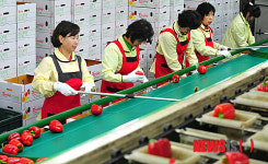 평창군, 파프리카에서 농업의 블루오션 찾다