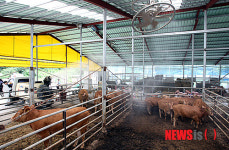 한우농가 폭염피해 예방