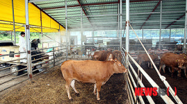 한우농가 폭염피해 대비