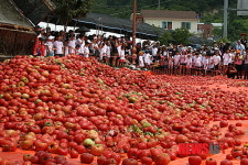 화천은 토마토 천국