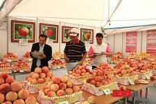 세종시, 명품 조치원복숭아 왕중왕 뽑아