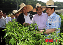 고추 작황 살펴보는 서규용 농림