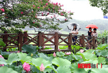 빗물 머금은 연 방죽