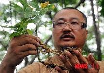 산삼 대중화 이끄는 방아실 심마니