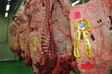 정읍 단풍미인한우 미경산우, 공판장 첫 출시