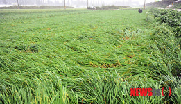 쓰러져 버린 벼