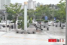 태풍 앞에 힘없이 쓰러진 가로수