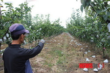 강풍 휩쓸고 간 오송 배 농장