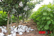 강풍 휩쓸고 간 오송 배 농장