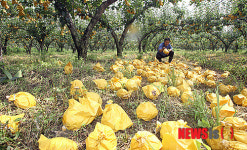깊은 한숨만 나오는 배밭