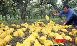 깊은 한숨만 나오는 배밭