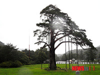 법주사 정이품송 살리자…내달 1일 목신제