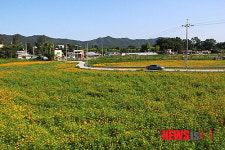 용인 내동마을 코스모스 활짝