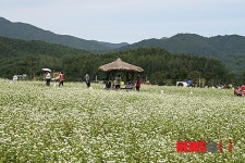 봉평마을 메밀꽃 향기 물씬