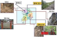 괴산 산개나리 군락 국내 최대