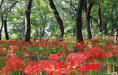 함양 상림 꽃무릇