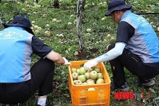 태풍 ‘산바’에 쓰러진 사과나무 세우기 농가 대민지원
