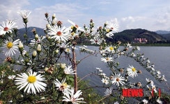 화천 북한강변 가을꽃 향기