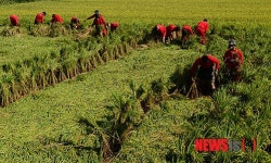 벼세우기에 군장병 구슬땀