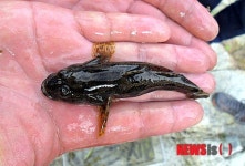 제천 하소천에서 발견된 희귀종 동사리