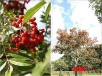 인제, 백담마을 ‘마가목 2012 문화축제’