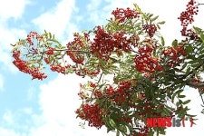 백담마을 마가목 2012 문화축제