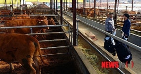 피해 축산농가 둘러보는 안철수 대선 후보