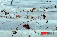 불산가스 누출사고 현장