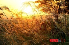 억새 가득한 하늘공원