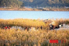서천 신성리 갈대밭, 10월동안 10만명 관광객 방문