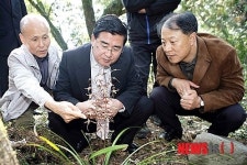 서귀포 상효동한란자생지, 제주 한란 만개