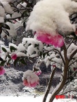 설중동백(雪中冬柏)