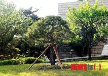 국회 의원회관 옆 녹지로 이식된 기념식수