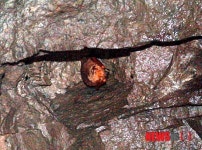 동면중인 황금박쥐