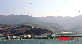 가마우지 떼, 여수해상가두리 습격