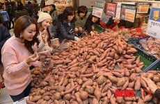 맛있는 고구마가 50% 저렴하게