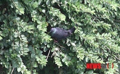 흑비둘기 독도에서 서식