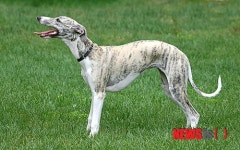 [윤신근 애견]작은 그레이하운드, 휘핏